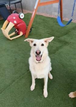 Countesy Post for Nina -  German Shepherd Dog Dog for Adoption in Glendale, Arizona - Countesy Post For Nina | PetCurious