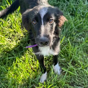 Rocket -  Border Collie and Mixed Breed Dog for Adoption in Monticello, Iowa - Rocket | PetCurious