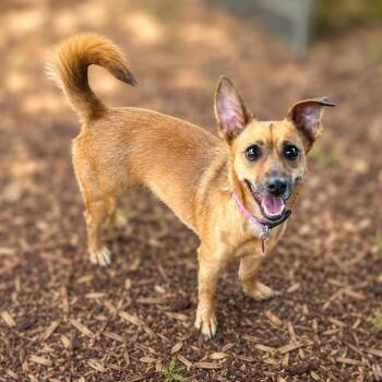 Lotus -  Chihuahua and Mixed Breed Dog for Adoption in Boerne, Texas - Lotus | PetCurious