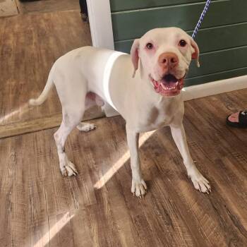 Pit Bull Terrier Dogs Available for Adoption in Evensville, Tennessee - Diego | PetCurious