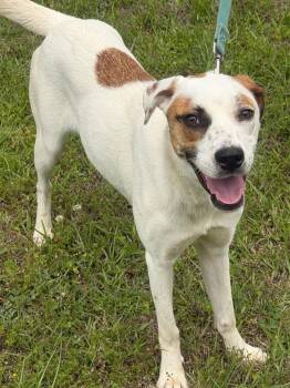 Abra -  Hound Dog for Adoption in Calera, Alabama - Abra | PetCurious