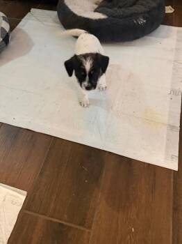 Bella (small breed puppy)3 -  Shih Tzu and Chihuahua Dog for Adoption in Mustang, Oklahoma - Bella (small Breed Puppy)3 | PetCurious