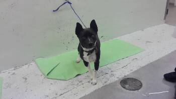 ROCKY -  Labrador Retriever and Mixed Breed Dog for Adoption in Houston, Texas - ROCKY | PetCurious