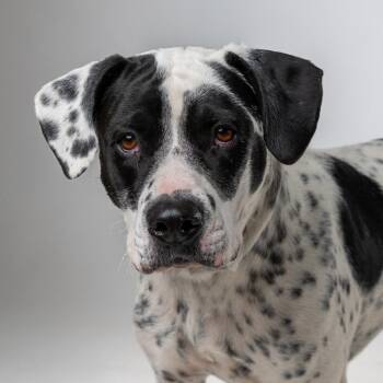 Poe -  Mixed Breed Dog for Adoption in Palm Springs, California - Poe | PetCurious