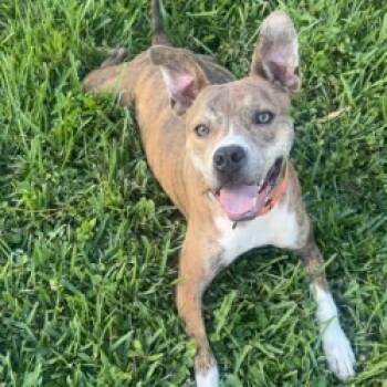 Rescue Mixed Breed Dogs for Adoption in West Palm Beach, Florida - Ramsey | PetCurious