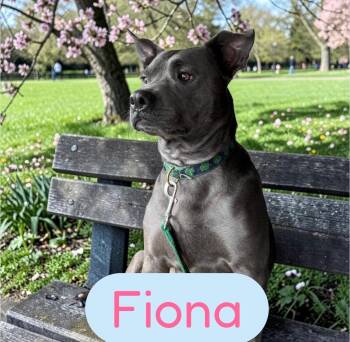 American Staffordshire Terrier Dogs Available for Adoption in Semmes, Alabama - Fiona  | PetCurious
