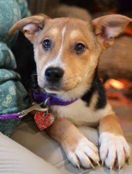 Poppy -  Jack Russell Terrier Dog for Adoption in Memphis, Tennessee - Poppy | PetCurious