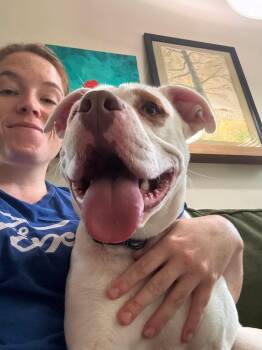 Bo -  Mixed Breed and American Bully Dog for Adoption in Pleasant Ridge, Michigan - Bo | PetCurious