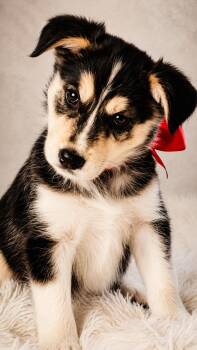 Sasha -  Siberian Husky and Great Pyrenees Dog for Adoption in Nahunta, Georgia - Sasha | PetCurious