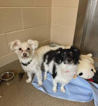 Poodle and Chihuahua Dogs Available for Adoption - Milo And Biscuit (Bonded Brothers) | PetCurious