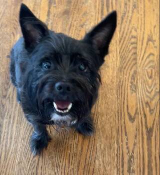 Cairn Terrier Dogs Available for Adoption - Prince | PetCurious