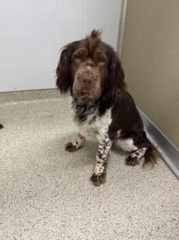 Cash -  Mixed Breed Dog for Adoption in Lafayette, Indiana - Cash | PetCurious