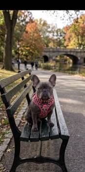 Dubai -  French Bulldog Dog for Adoption in New York, New York - Dubai | PetCurious