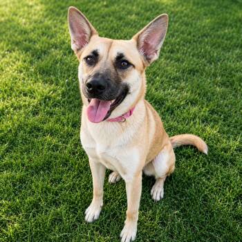 Artemis -  German Shepherd Dog and Mixed Breed Dog for Adoption in Houston, Texas - Artemis | PetCurious