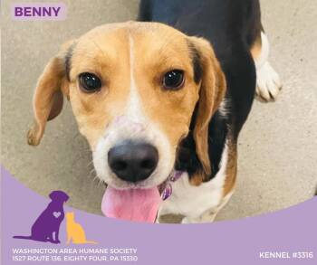Rescue Beagle Dogs for Adoption in Eighty Four, Pennsylvania - Benny | PetCurious