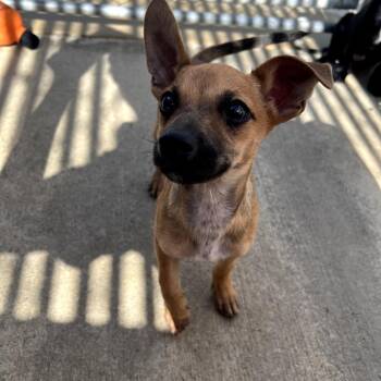 Gator -  Chihuahua and Dachshund Dog for Adoption in Monticello, Iowa - Gator | PetCurious