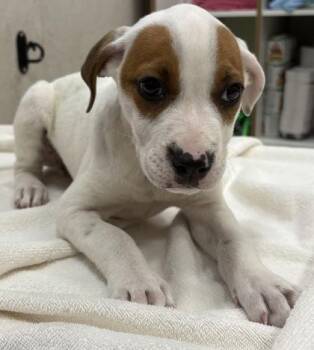 Terrier and Hound Dogs Available for Adoption - Macaroni | PetCurious
