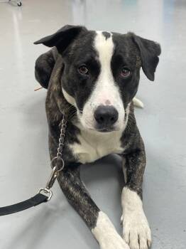 Rescue Labrador Retriever and Terrier Dogs for Adoption in Hartsville, South Carolina - Elliot | PetCurious