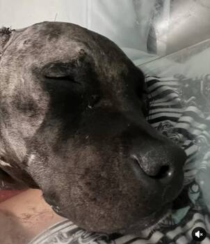 Mixed Breed Dogs Available for Adoption in Houston, Texas - Phineas | PetCurious