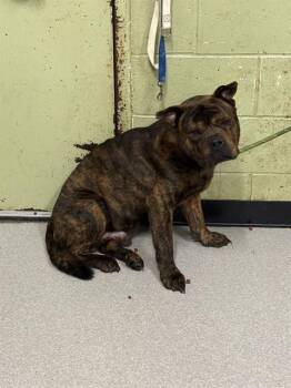 Chow Chow and Pit Bull Terrier Dogs Available for Adoption in Indianapolis, Indiana - BUDDY LOVE | PetCurious