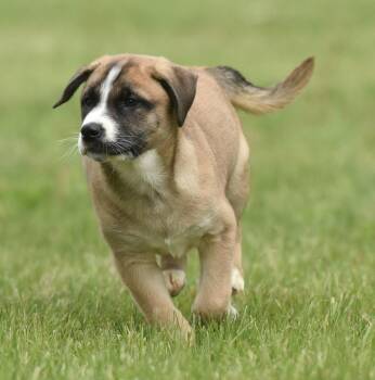 Australian Shepherd and Shepherd Dogs Available for Adoption in Mechanicsburg, Pennsylvania - Angus | PetCurious