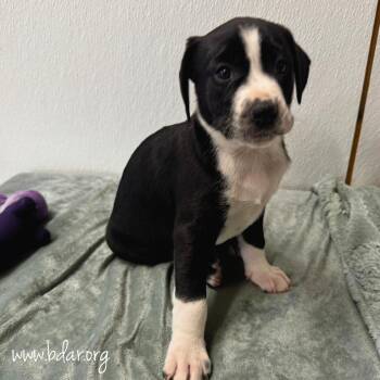 Orion -  Labrador Retriever and Mixed Breed Dog for Adoption in Cheyenne, Wyoming - Orion | PetCurious