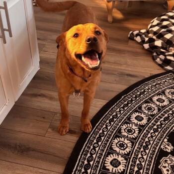 Labrador Retriever and Chow Chow Dogs Available for Adoption in Roswell, Georgia - Luna | PetCurious