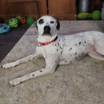 Dalmatian and Pit Bull Terrier Dogs Available for Adoption - Amira Prev Frost AL | PetCurious