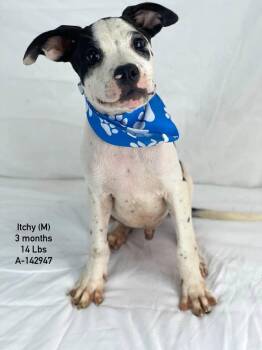 Itchy the mixed breed puppy -  American Staffordshire Terrier and Boxer Dog for Adoption in Muskego, Wisconsin - Itchy The Mixed Breed Puppy | PetCurious