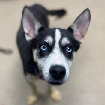 Husky and Pit Bull Terrier Dogs Available for Adoption in Aurora, Colorado - STAN THE MAN | PetCurious