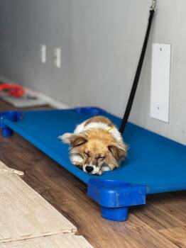 TUNA - LOCAL! (Victoria) -  Corgi and Spaniel Dog for Adoption in Langley Township, British Columbia - TUNA - LOCAL! (Victoria) | PetCurious