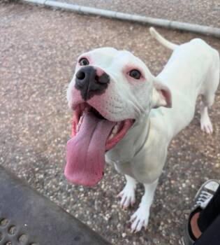 Rescue Pit Bull Terrier Dogs for Adoption in Austin, Texas - Pearl | PetCurious