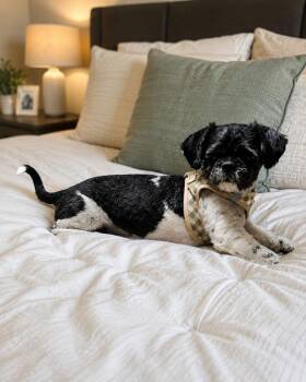 Shih Tzu Dogs Available for Adoption in Grand Prairie, Texas - OREO | PetCurious