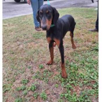 Otis -  Doberman Pinscher Dog for Adoption in Austin, Texas - Otis | PetCurious