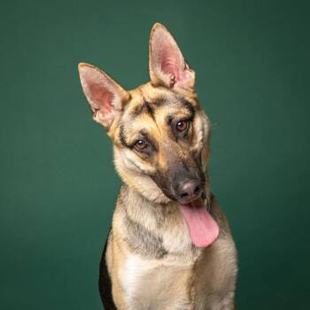 Sage -  German Shepherd Dog Dog for Adoption in Salem, Oregon - Sage | PetCurious