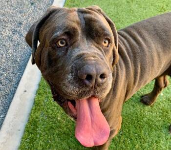 SAVE ME PLEASE Elliot - IDA552700 -  Mastiff Dog for Adoption in San Marcos, California - SAVE ME PLEASE Elliot - IDA552700 | PetCurious