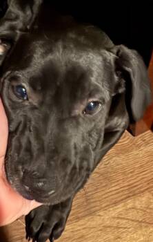 Rescue Labrador Retriever and Bulldog Dogs for Adoption in Haslet, Texas - Bear Bear | PetCurious