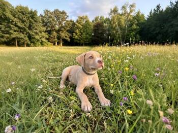 Catahoula Leopard Dog and Black Mouth Cur Dogs Available for Adoption in Sebastian, Florida - Evergreen | PetCurious