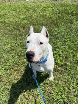 BLANCA -  Dogo Argentino Dog for Adoption - BLANCA | PetCurious