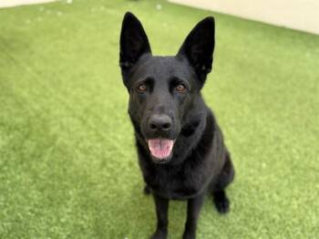 German Shepherd Dog Dogs Available for Adoption - ISSA | PetCurious