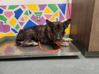SAGE -  German Shepherd Dog Dog for Adoption in Baytown, Texas - SAGE | PetCurious