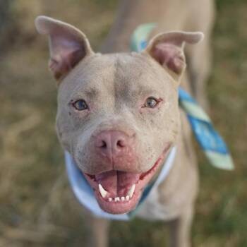 LACY -  American Staffordshire Terrier Dog for Adoption in San Antonio, Texas - LACY | PetCurious
