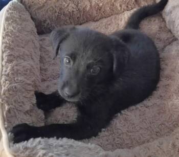 Yo-Yo -  Australian Shepherd and Mixed Breed Dog for Adoption in Columbia, Illinois - Yo-Yo | PetCurious