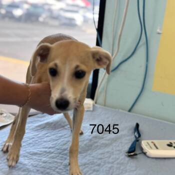 Hazel -  Chihuahua and Mixed Breed Dog for Adoption in Chico, California - Hazel | PetCurious