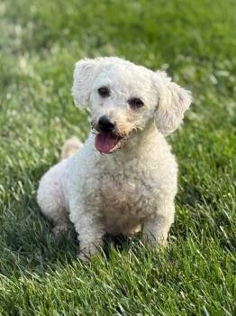 Bichon Frise Dogs Available for Adoption in Blue Springs, Missouri - Elle Stovall | PetCurious