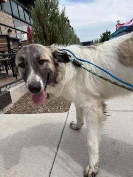 Penny Lane (CP) -  Great Pyrenees and Anatolian Shepherd Dog for Adoption in Dallas, Texas - Penny Lane (CP) | PetCurious