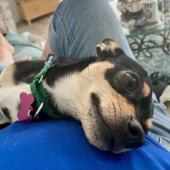 Rescue Chihuahua Dogs for Adoption in Freeport, Florida - Gizmo | PetCurious