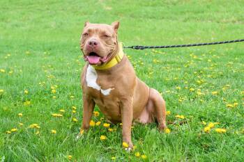 Mixed Breed Dogs Available for Adoption in Blair, Nebraska - Boston | PetCurious