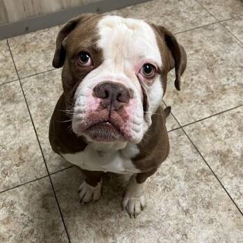 Mauerbauertraurigkeit -  Mixed Breed Dog for Adoption in Dekalb, Illinois - Mauerbauertraurigkeit | PetCurious