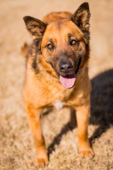 Shepherd Dogs Available for Adoption in Fort Lupton, Colorado - Ecadne | PetCurious